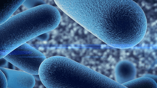 Pre en Probiotica - Bio'ty Lab