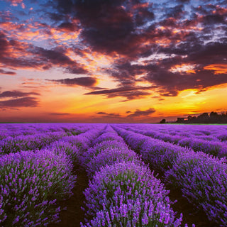 Lavender Essential Oil Organic