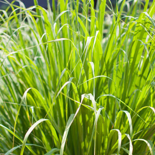 Lemongrass Essential Oil Organic